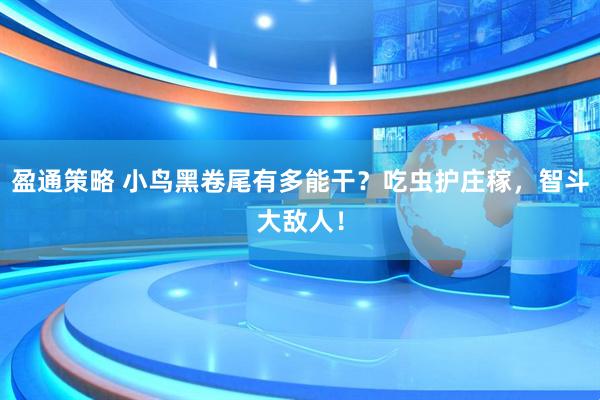 盈通策略 小鸟黑卷尾有多能干？吃虫护庄稼，智斗大敌人！