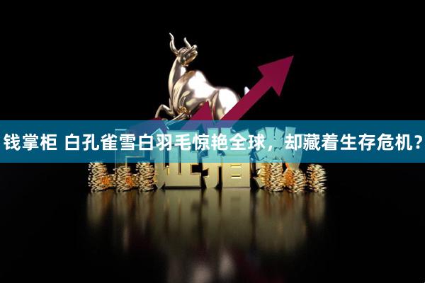 钱掌柜 白孔雀雪白羽毛惊艳全球，却藏着生存危机？